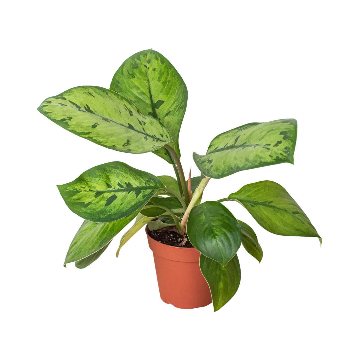 Homalomena Selby Low Light House Plant Live Cool Indoor Plants Large Foliage Tropical Greenery