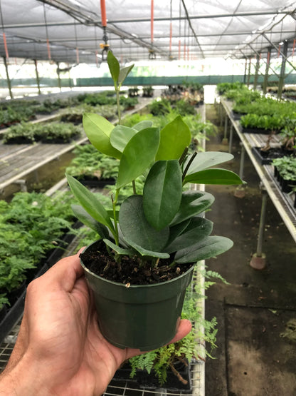 Hoya Australis Plant