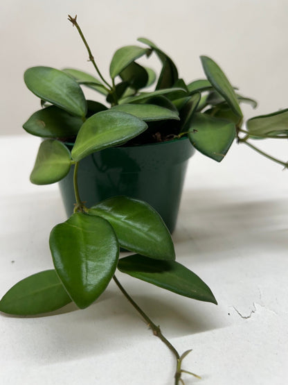Hoya Burtoniae Plant Live Low Maintenance House Plant Hanging Vining