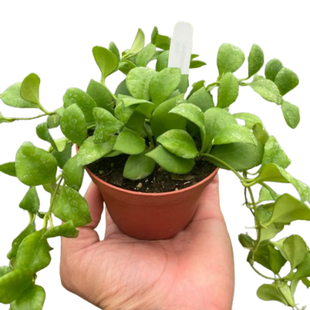 Hoya Heuschkeliana Plant