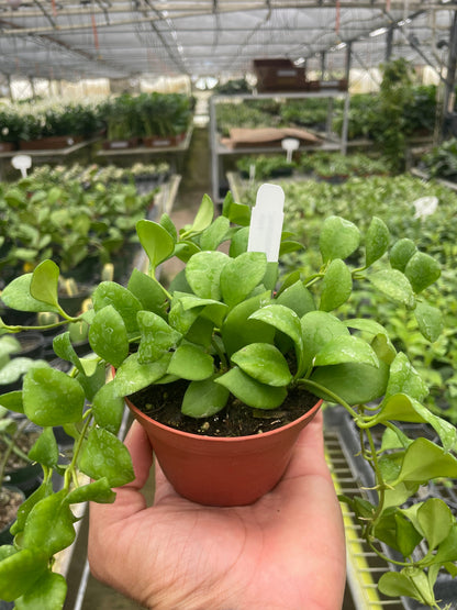 Hoya Heuschkeliana Plant