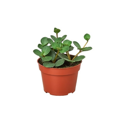 Peperomia Hope Plant