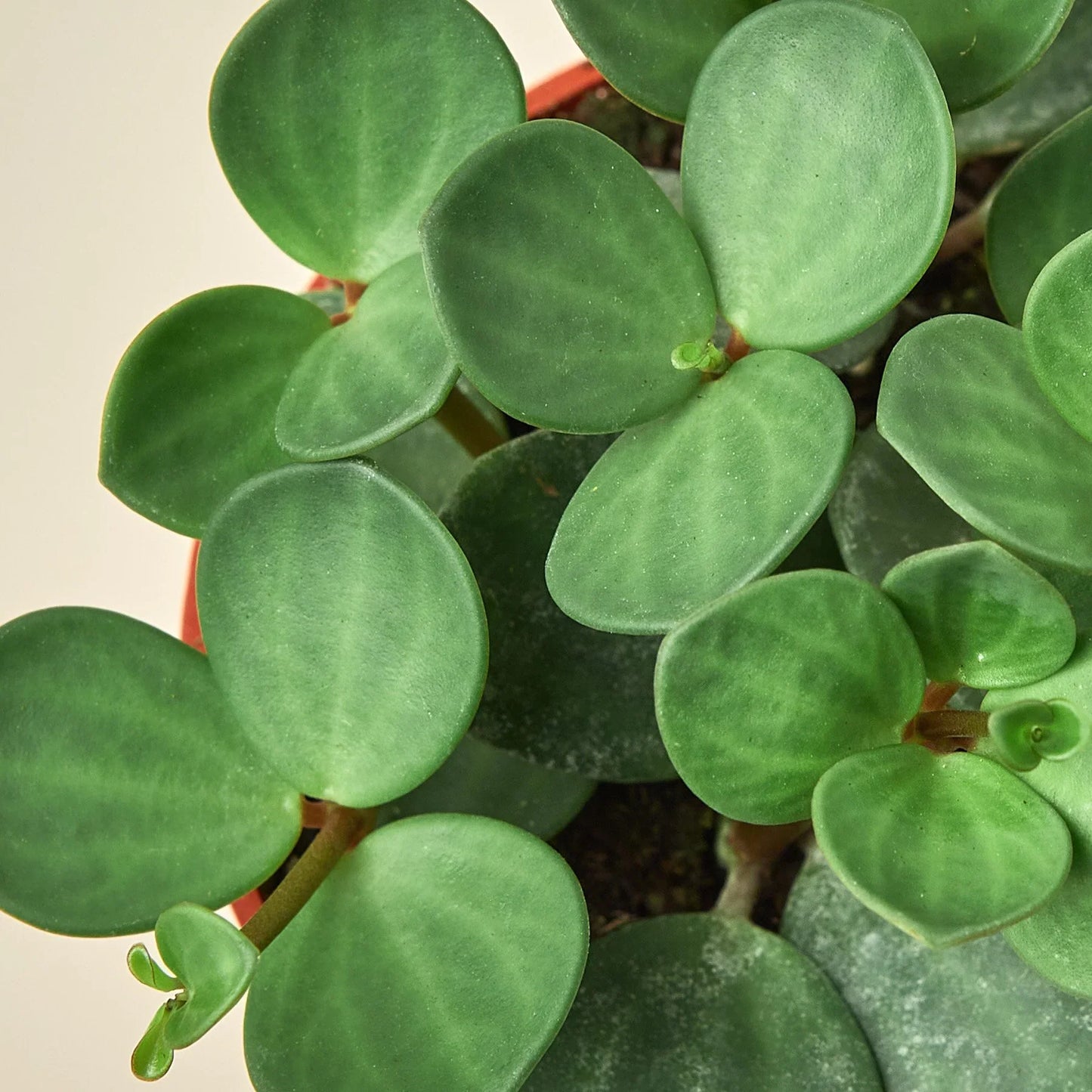 Peperomia Hope Plant