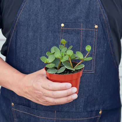 Peperomia Hope Plant