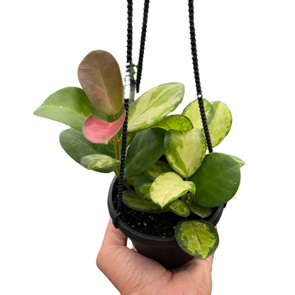 Hoya Lisa Plant Live Hanging House Plant Vining Indoor Plant Low Maintenance Variegated Hoya