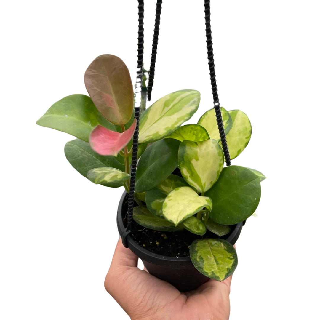 Hoya Lisa Plant Live Hanging House Plant Vining Indoor Plant Low Maintenance Variegated Hoya