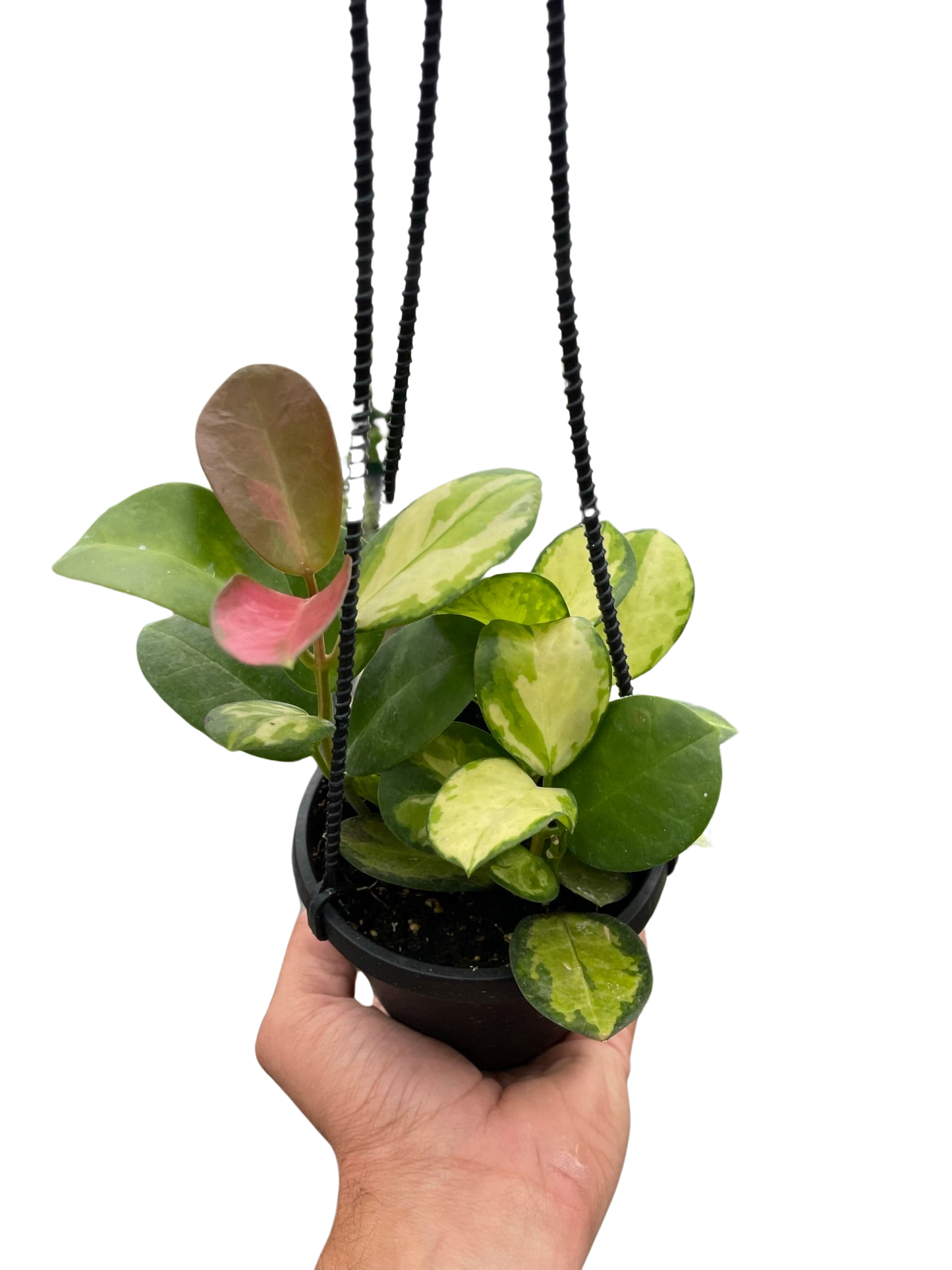 Hoya Lisa Plant Live Hanging House Plant Vining Indoor Plant Low Maintenance Variegated Hoya