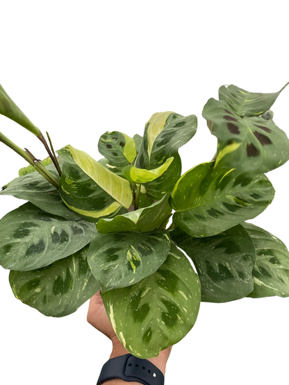 Maranta Variegated Beauty Kim