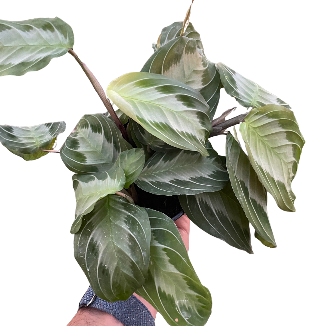 Maranta Silver Band