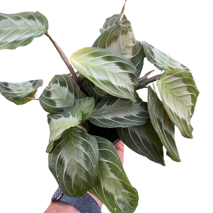 Maranta Silver Band