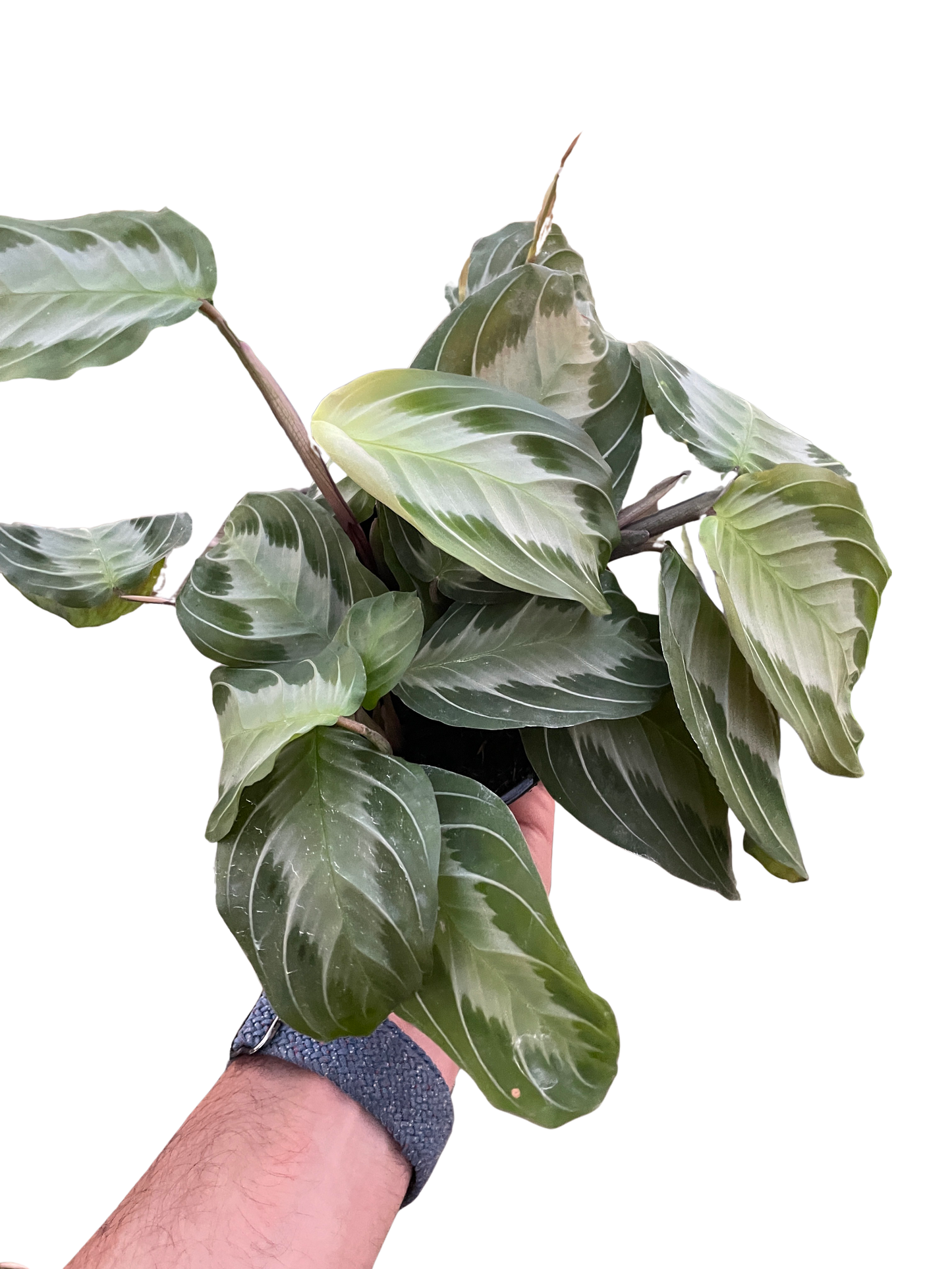 Maranta Silver Band