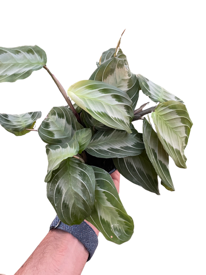 Maranta Silver Band