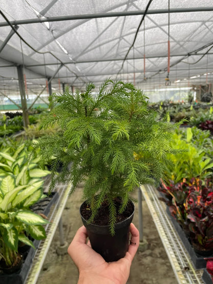 Norfolk Island Pine Tree Live House Plant Tall House Plant Tree