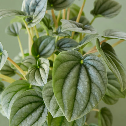 Peperomia Frost