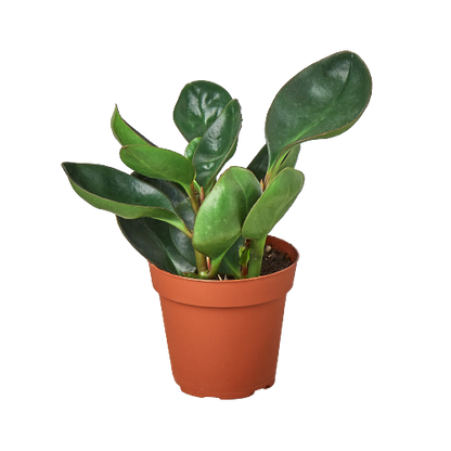 Peperomia Red Edge Plant Live House Plant Low Maintenance Indoor Plant for Beginner
