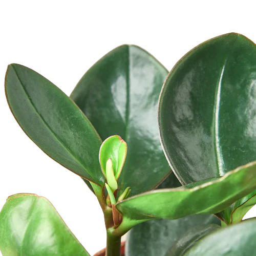 Peperomia Red Edge Plant Live House Plant Low Maintenance Indoor Plant for Beginner