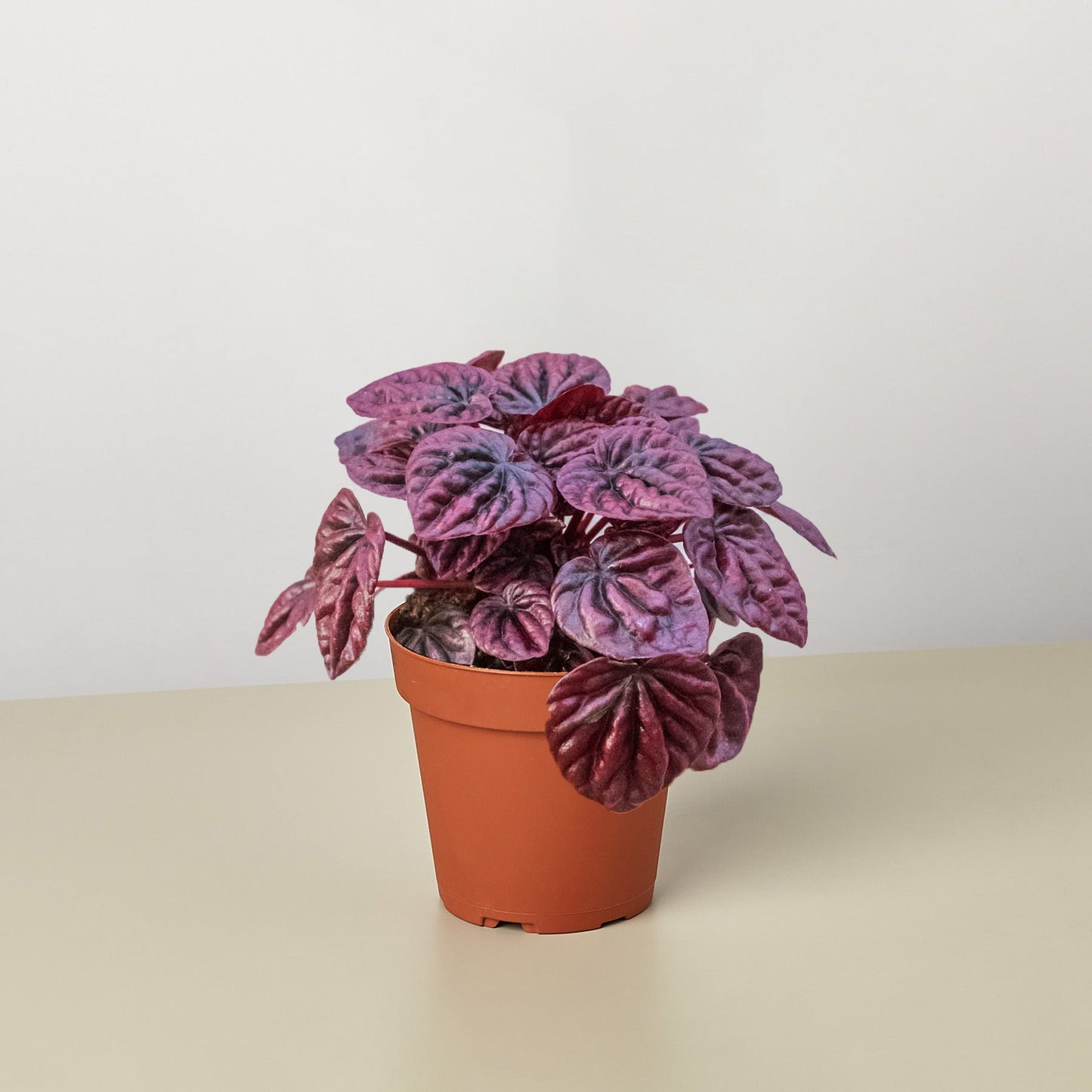 Peperomia Ripple Red