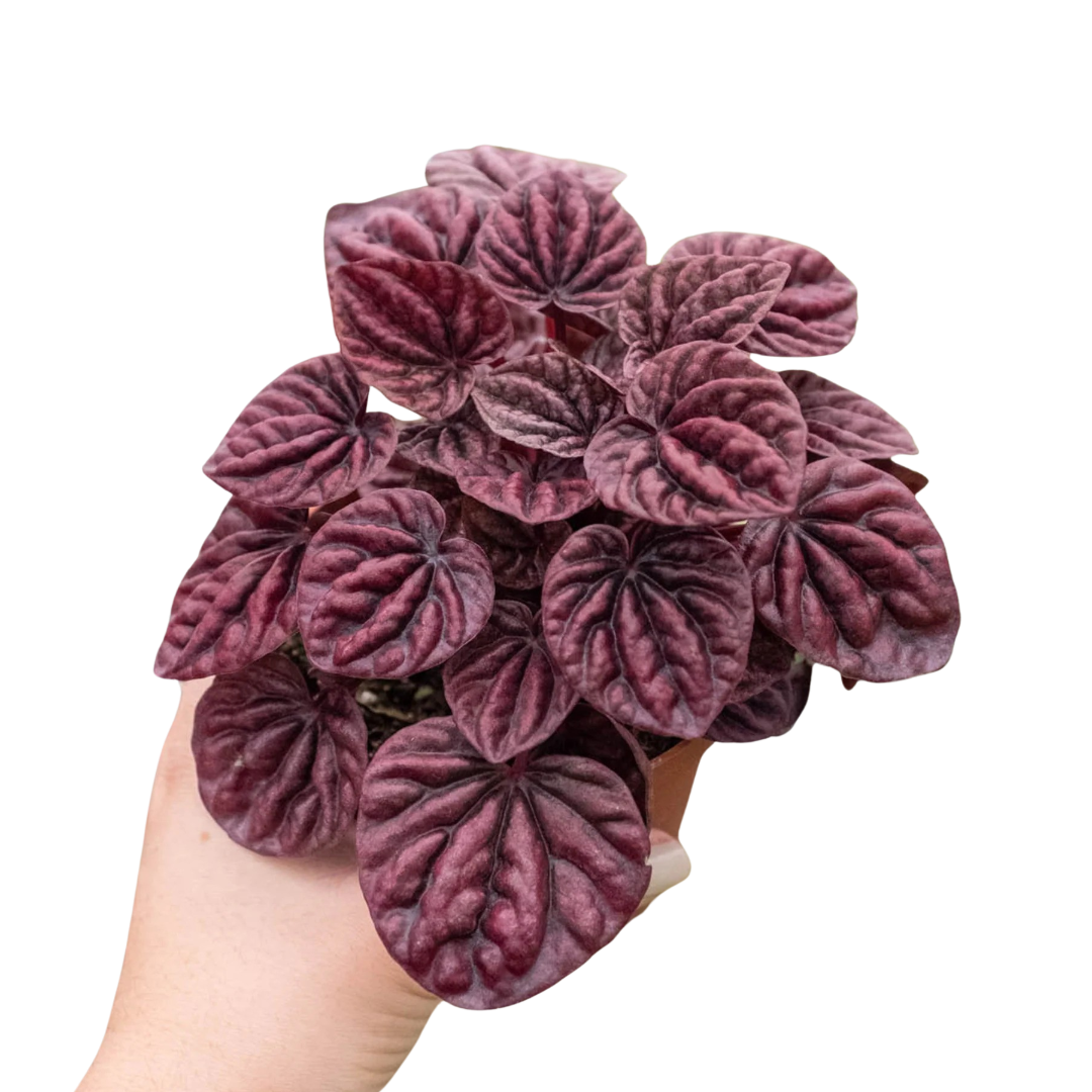 Peperomia Ripple Red