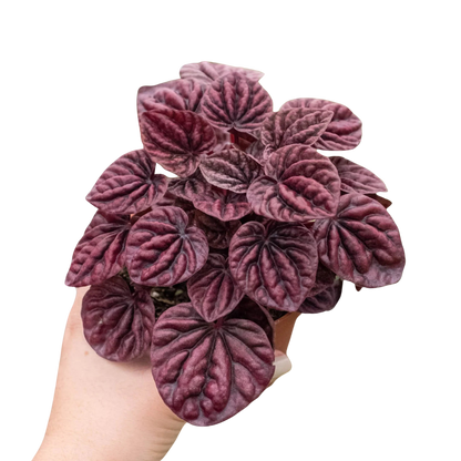 Peperomia Ripple Red