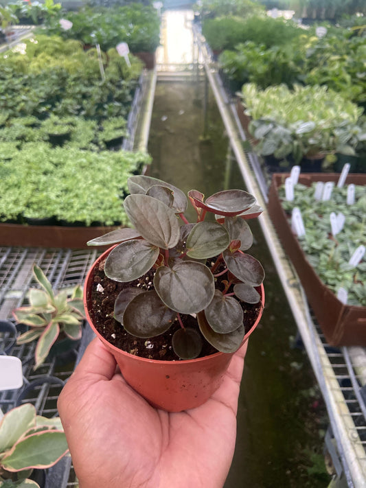 Peperomia Rugosa