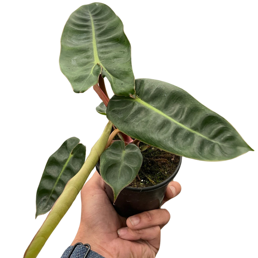 Philodendron Billietiae Plant Live House Plant Rare Indoor Plant Tropical