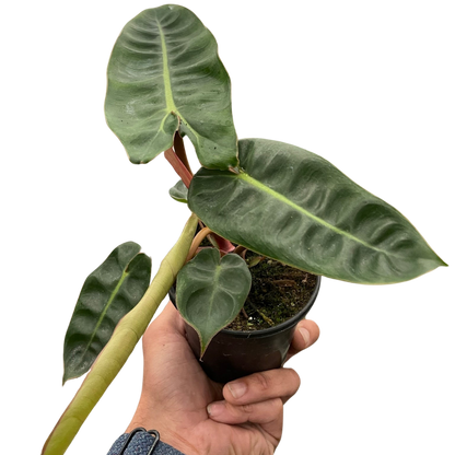 Philodendron Billietiae Plant Live House Plant Rare Indoor Plant Tropical