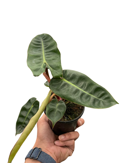 Philodendron Billietiae Plant Live House Plant Rare Indoor Plant Tropical