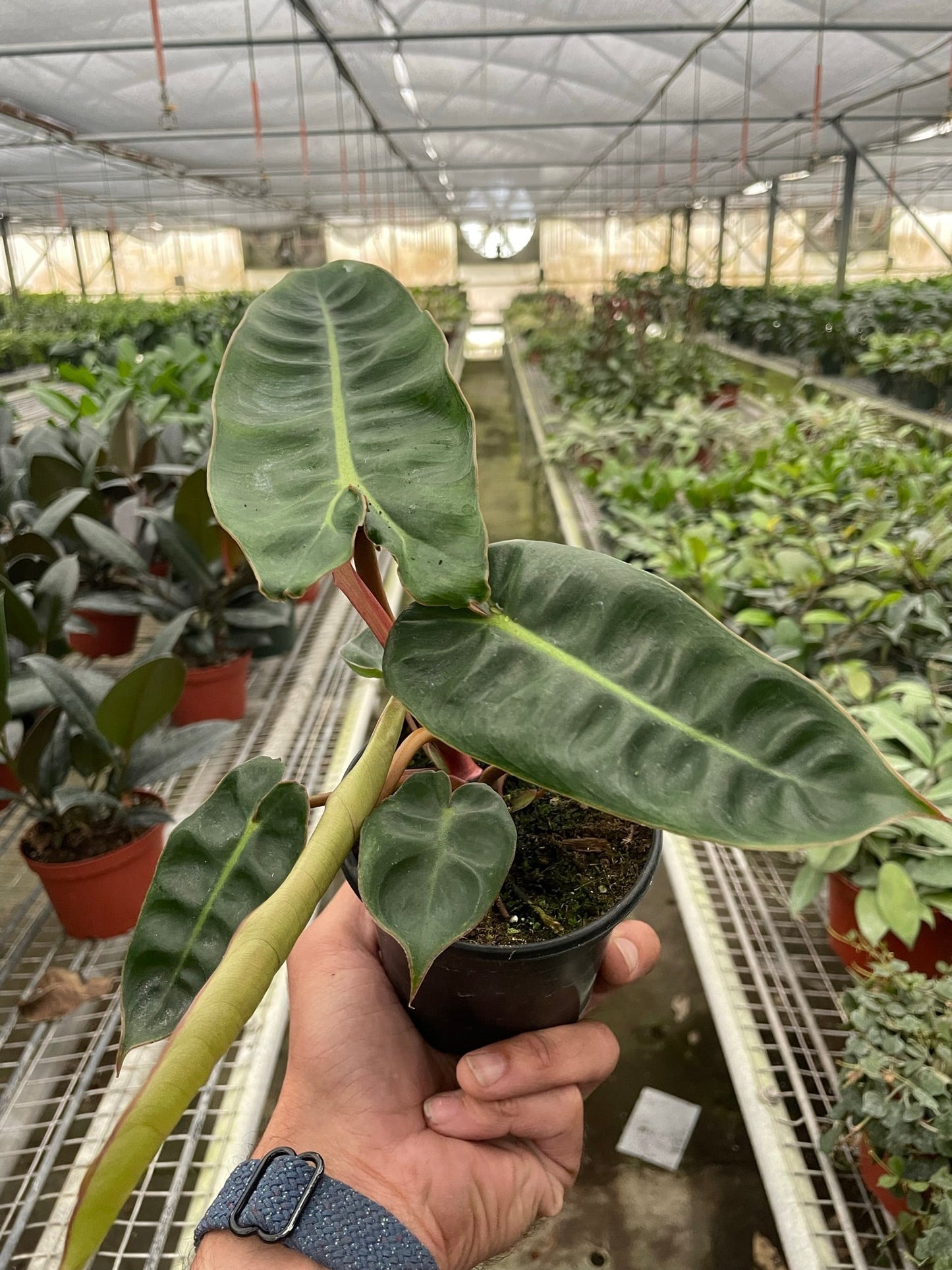 Philodendron Billietiae Plant Live House Plant Rare Indoor Plant Tropical