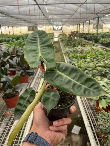 Philodendron Billietiae Plant Live House Plant Rare Indoor Plant Tropical