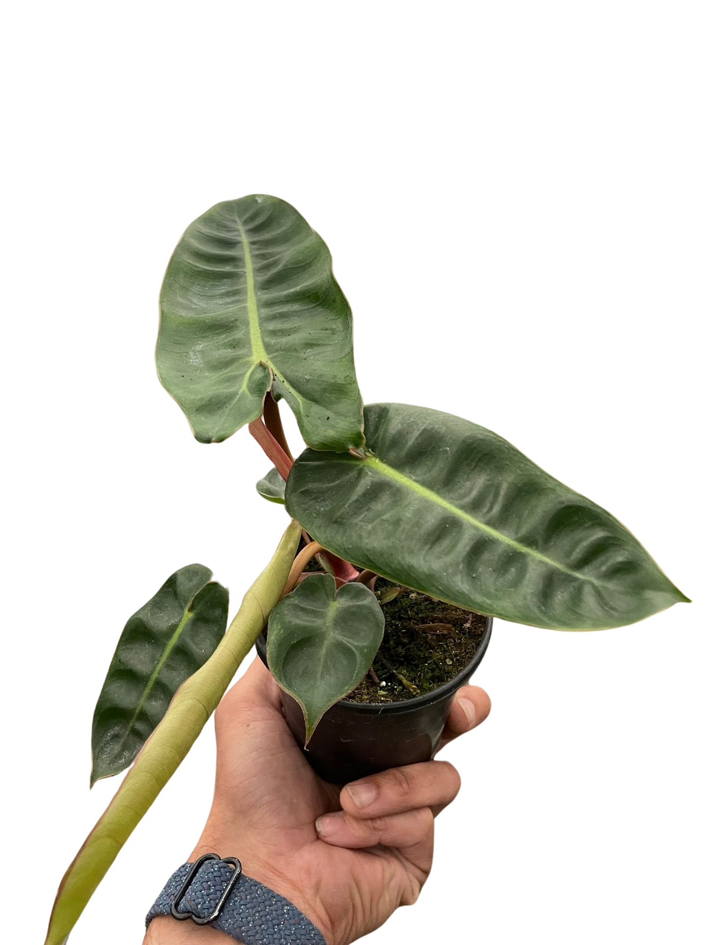 Philodendron Billietiae Plant Live House Plant Rare Indoor Plant Tropical