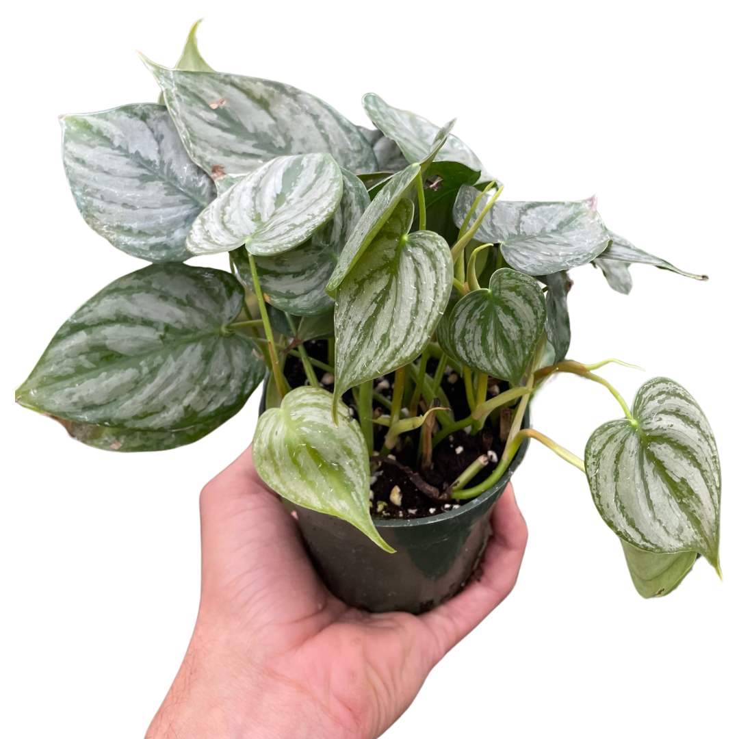 Philodendron Brandi