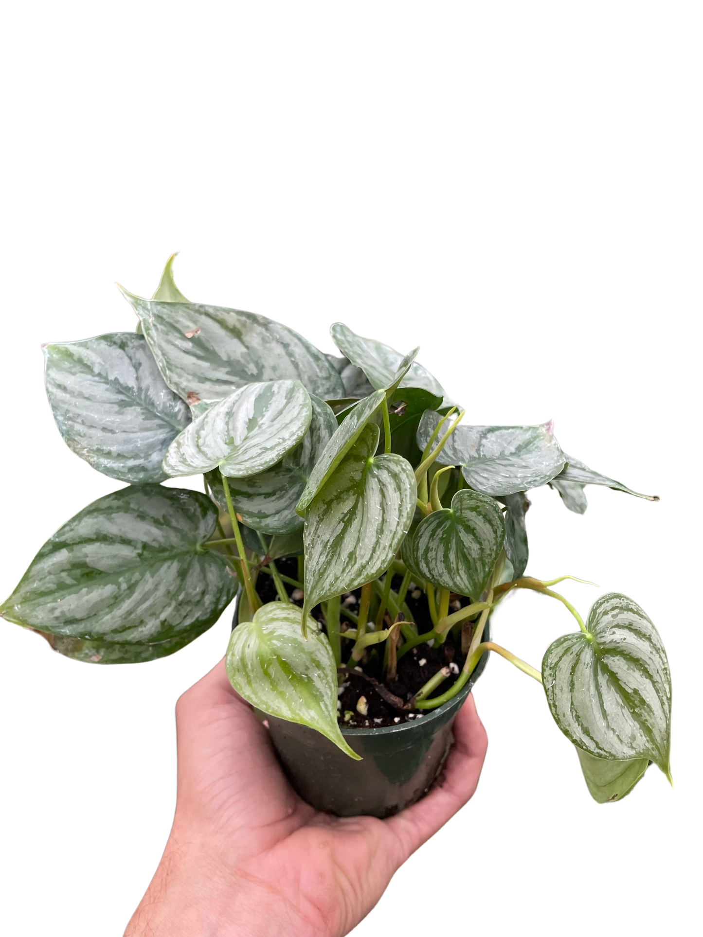 Philodendron Brandi