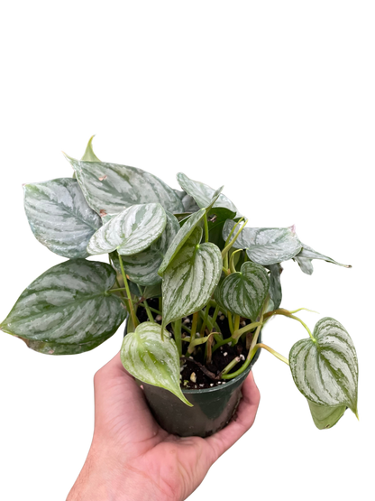 Philodendron Brandi