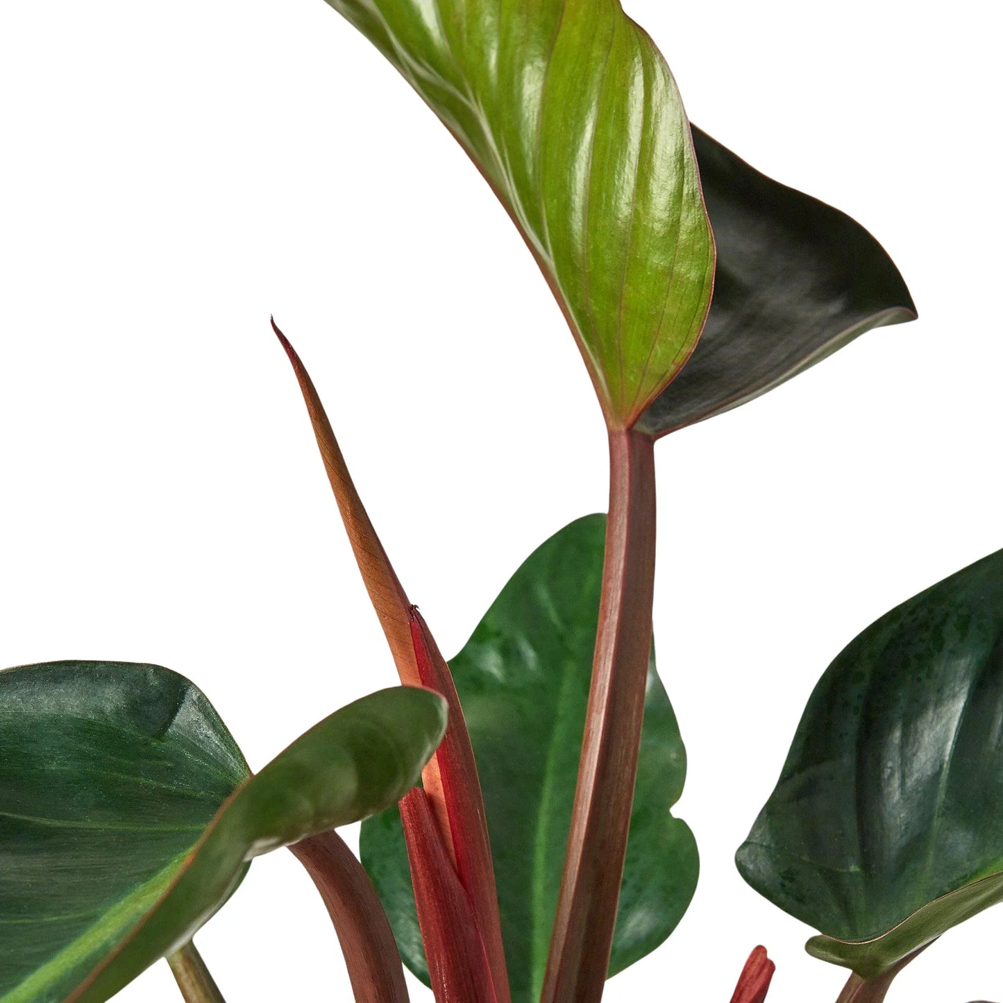 Philodendron Congo Rojo