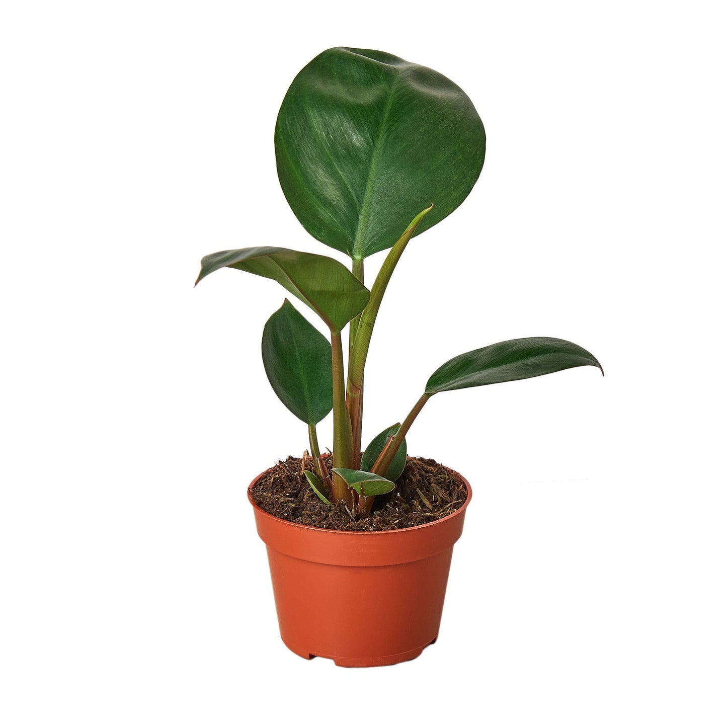 Philodendron Congo Rojo