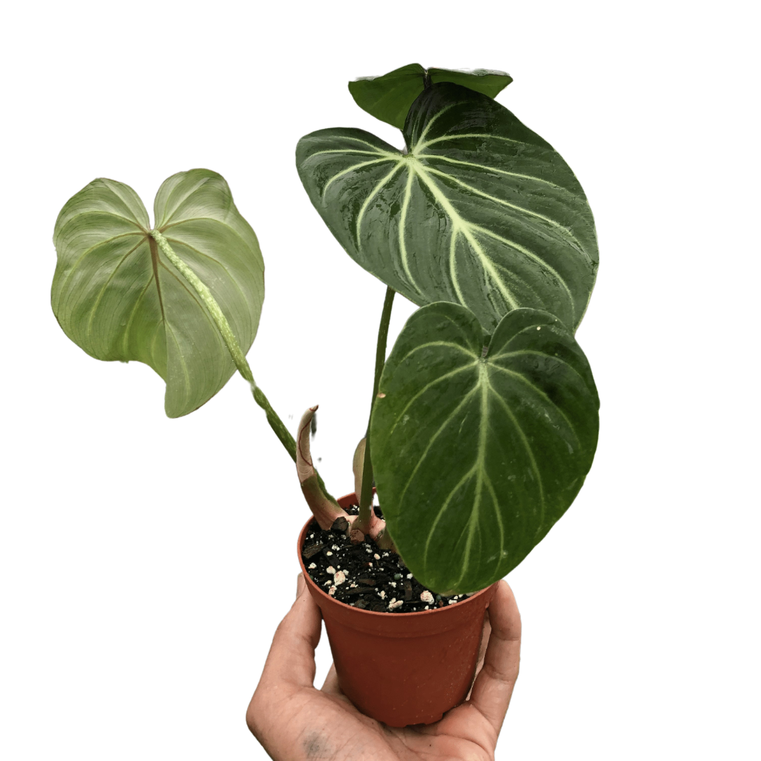 Philodendron Gloriosum Plant