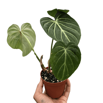 Philodendron Gloriosum Plant