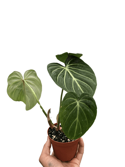 Philodendron Gloriosum Plant