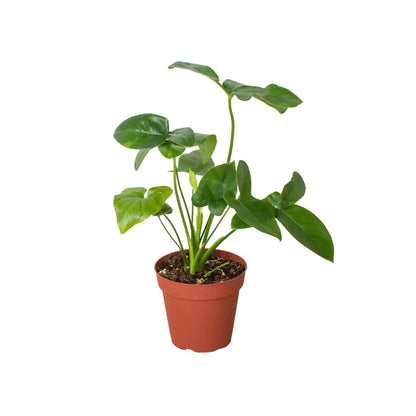 Philodendron Goeldii