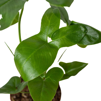 Philodendron Goeldii