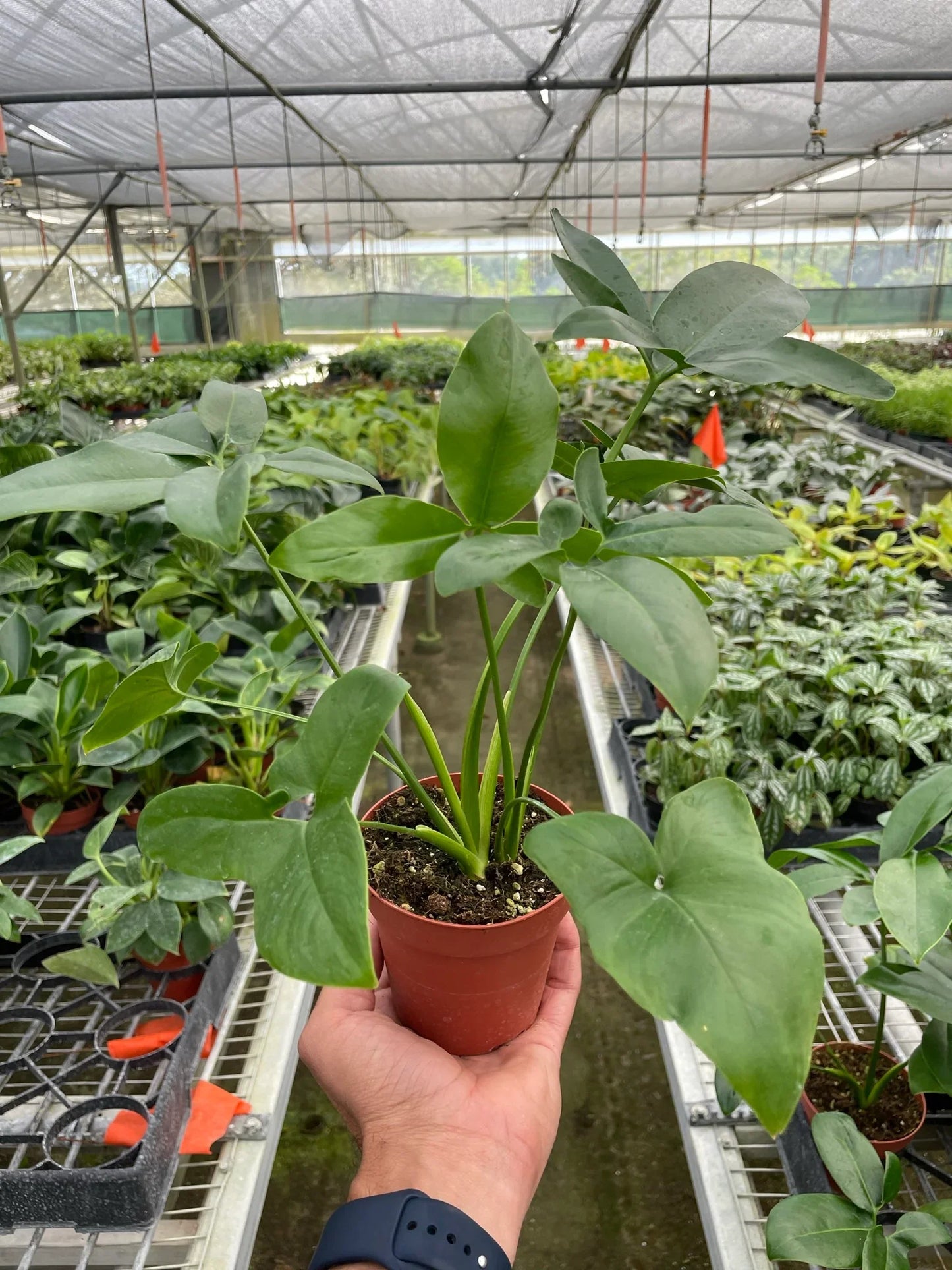Philodendron Goeldii