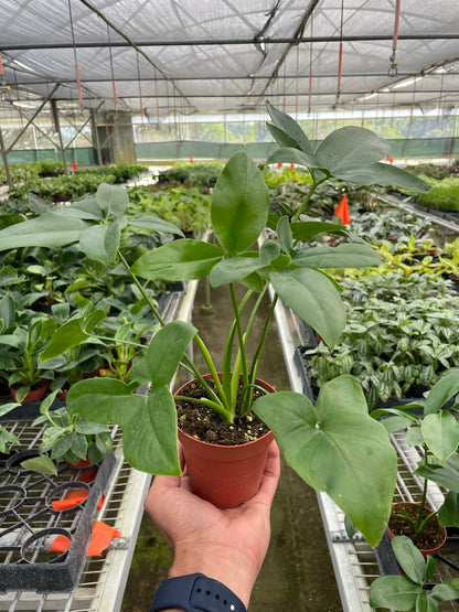 Philodendron Goeldii