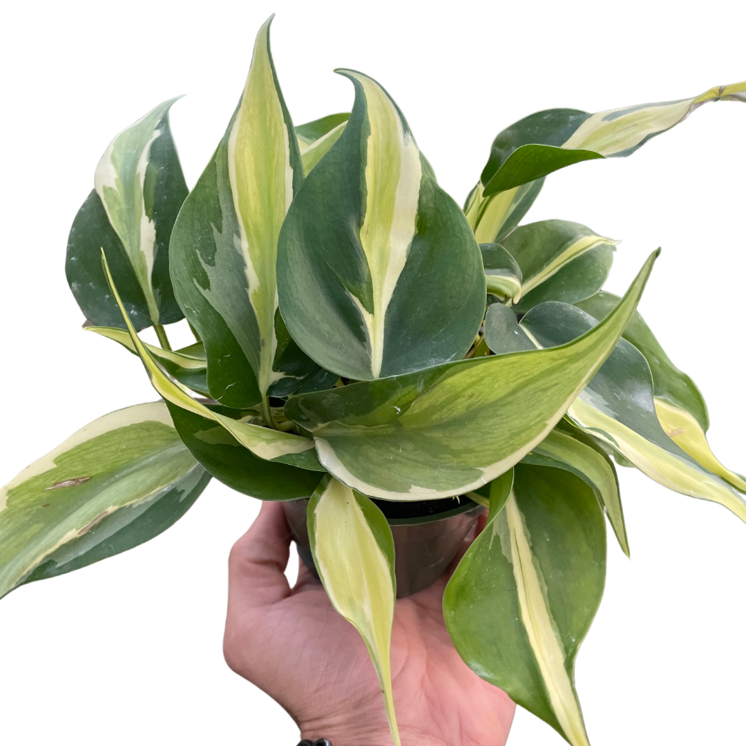 Philodendron Silver Stripe