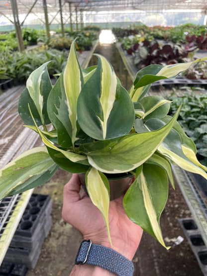 Philodendron Silver Stripe