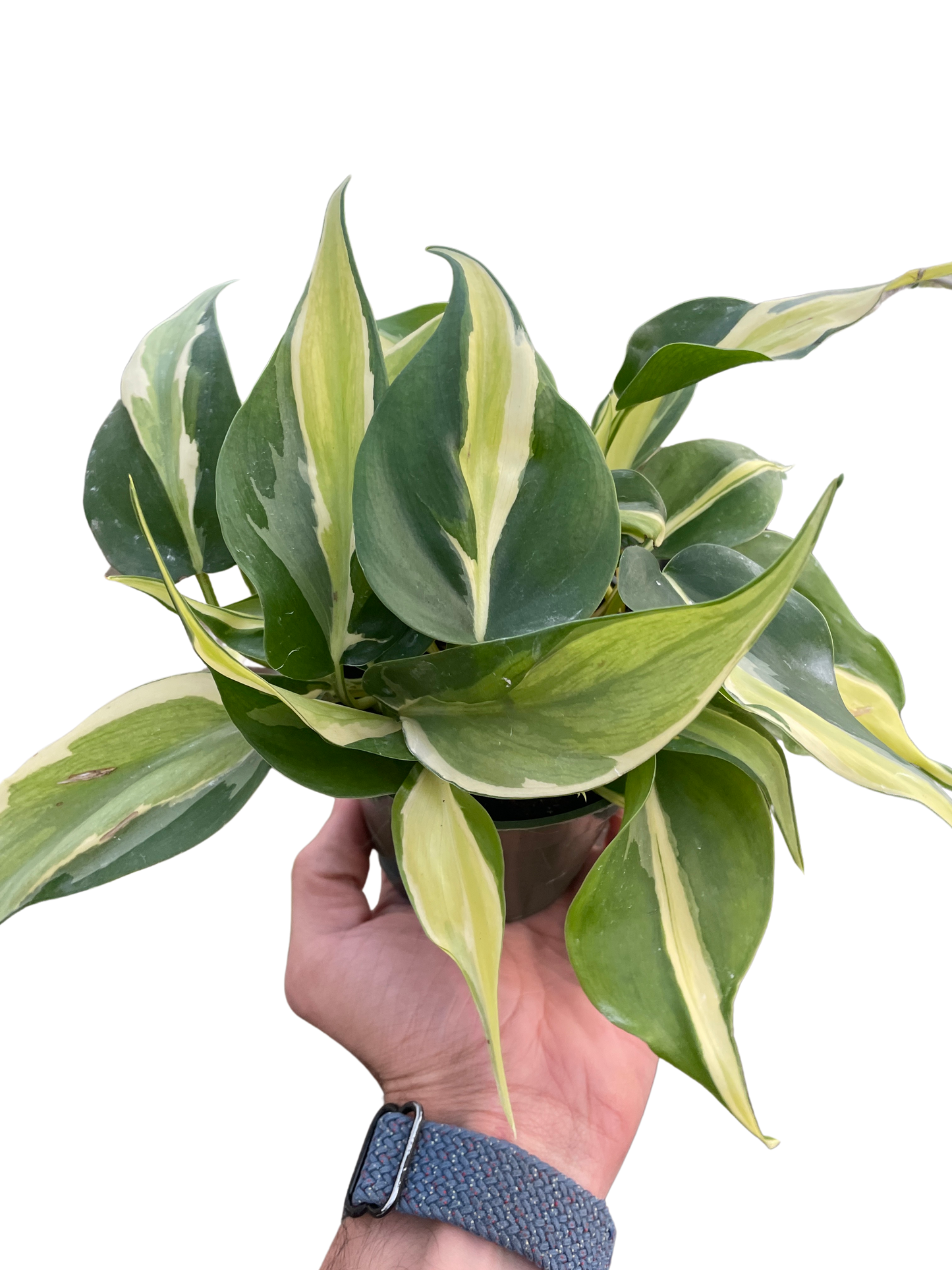 Philodendron Silver Stripe