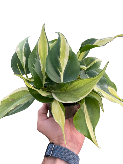 Philodendron Silver Stripe