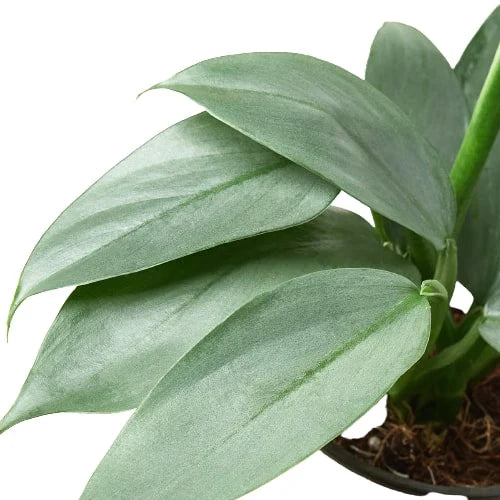 Philodendron Silver Sword