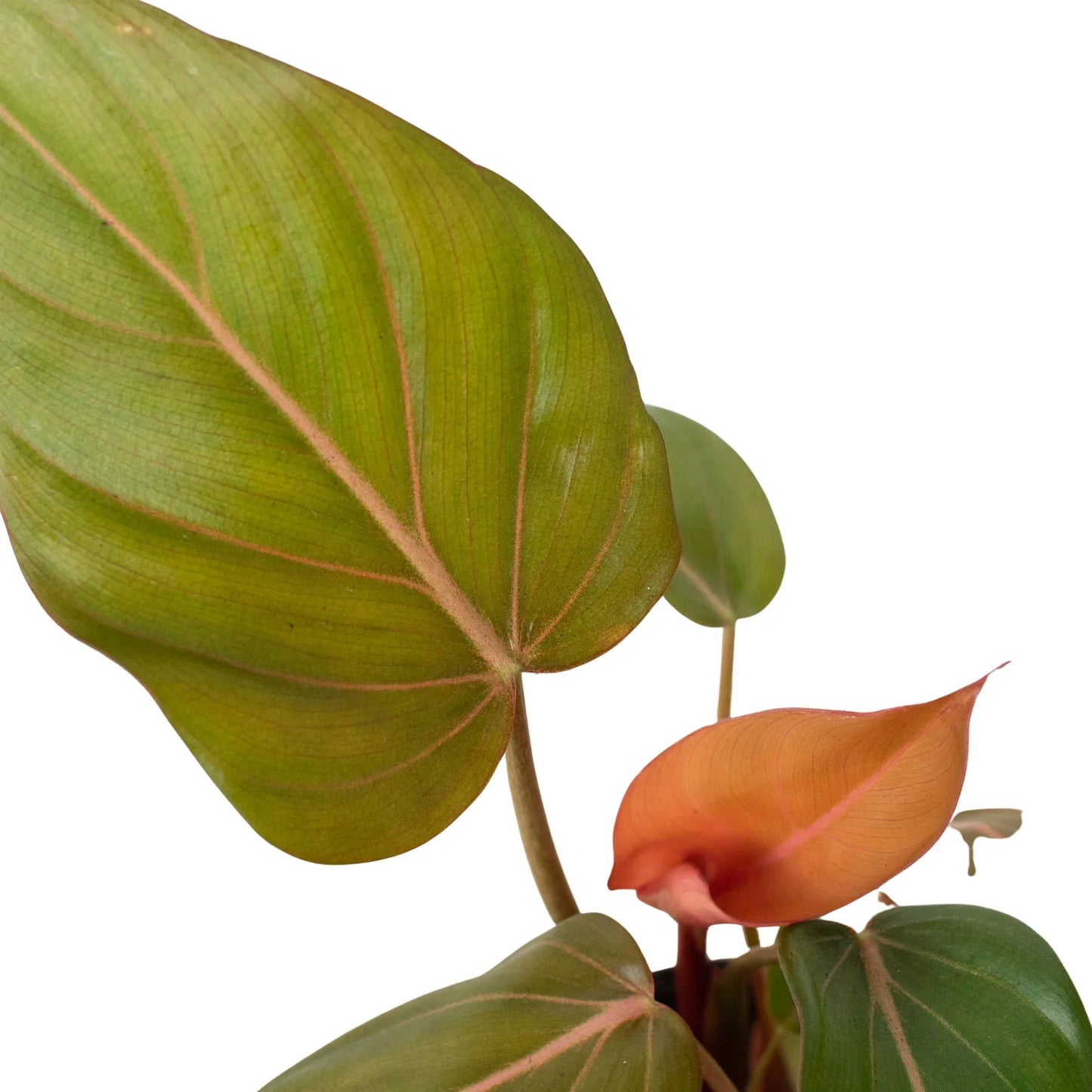 Philodendron Summer Glory