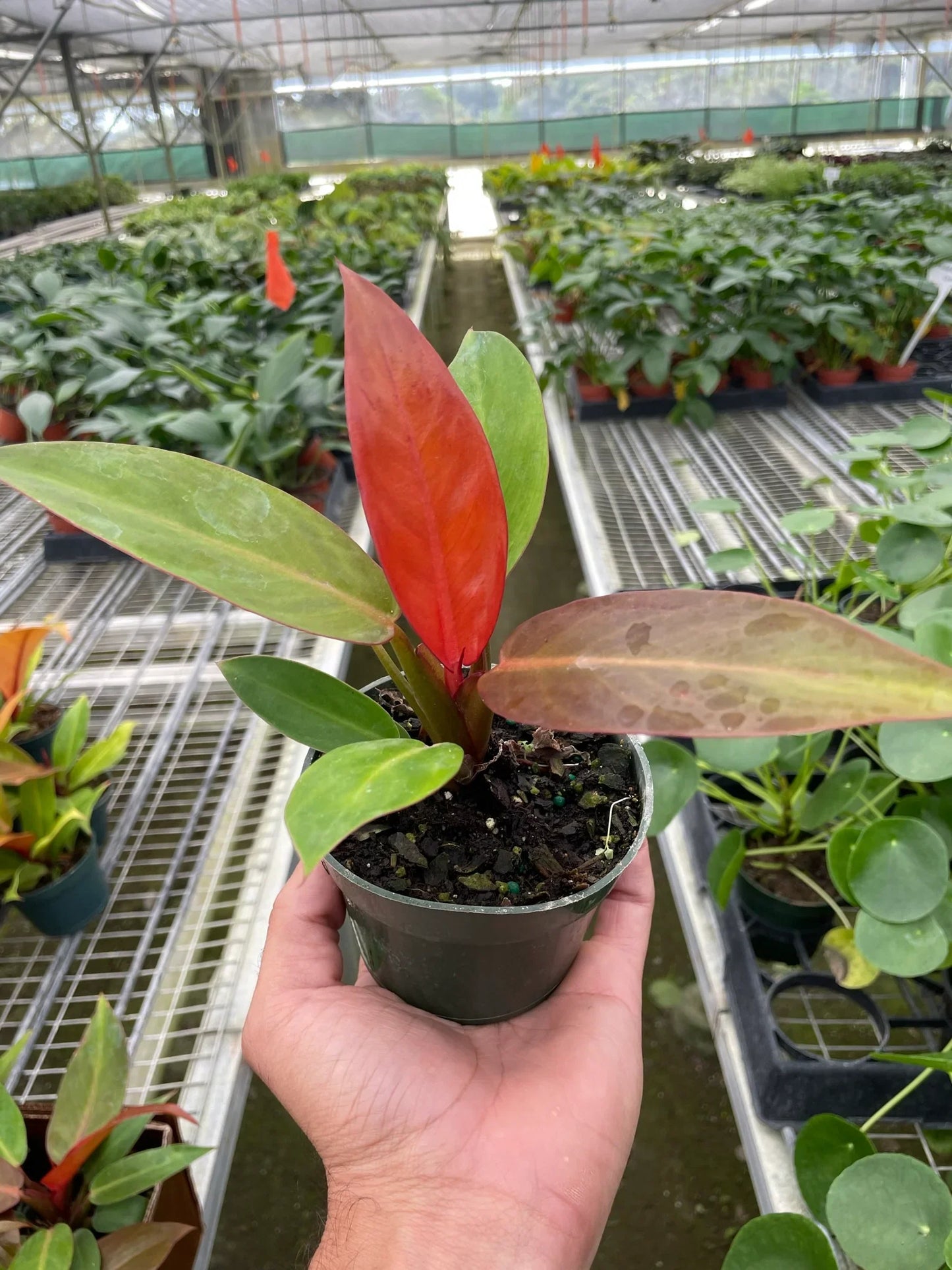 Philodendron Sun Red