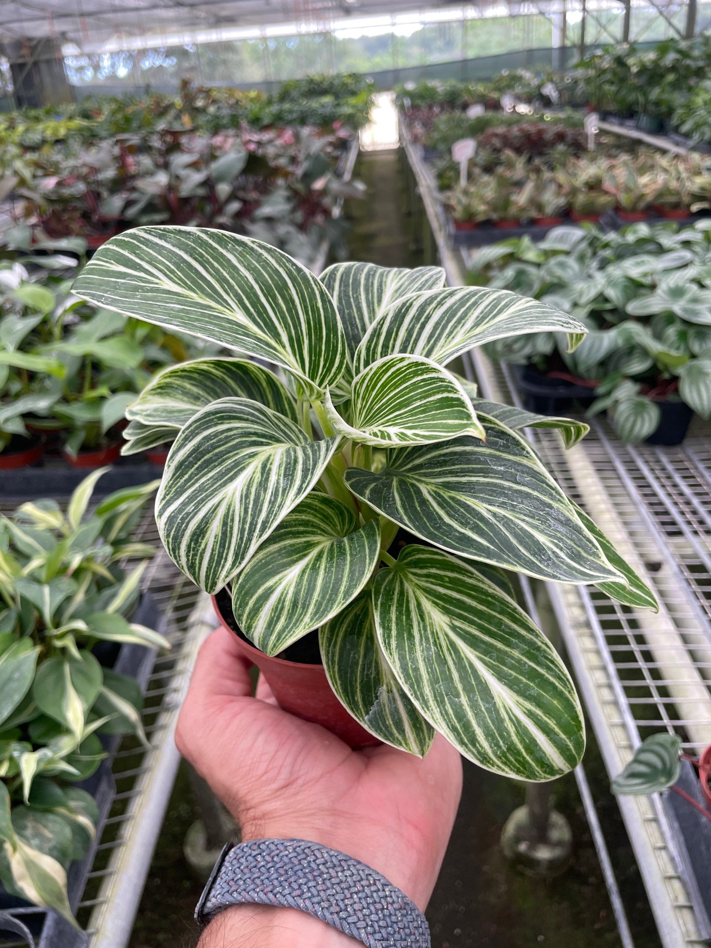 Philodendron White Measure